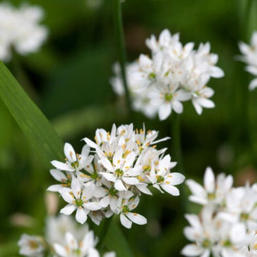 Cowanii Allium Blooms